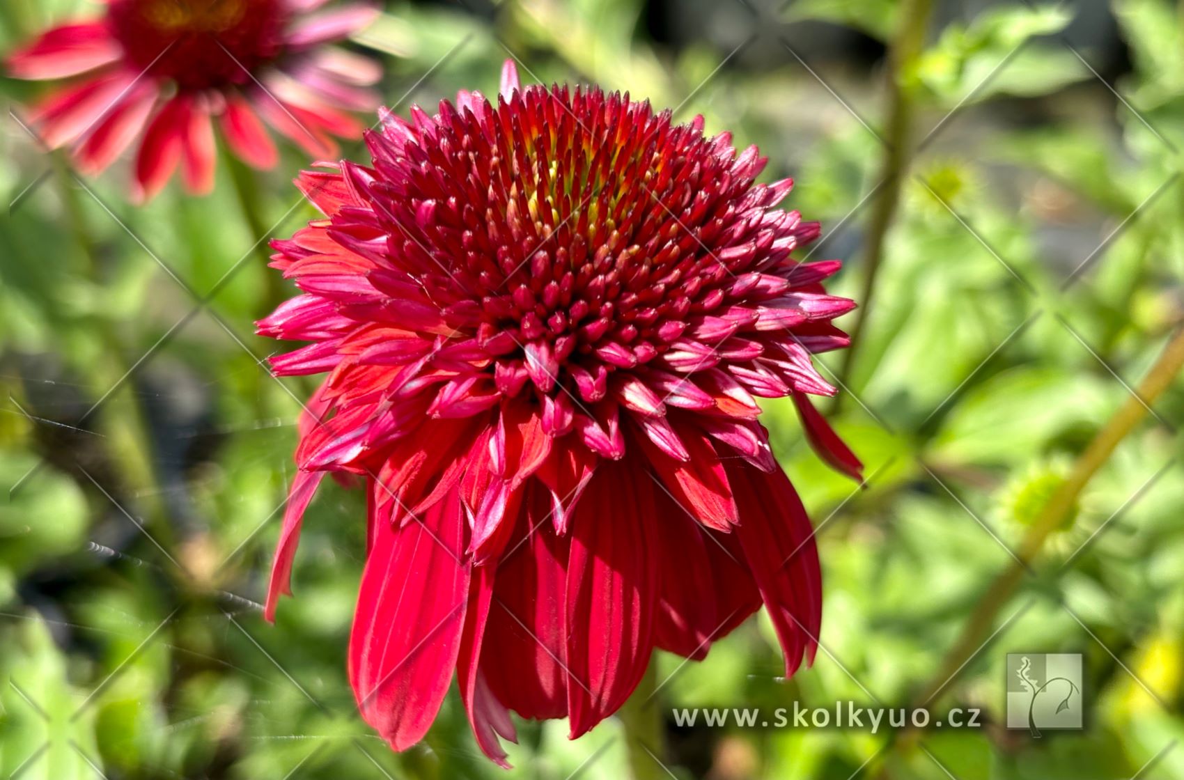 Echinacea ´Eccentric®´