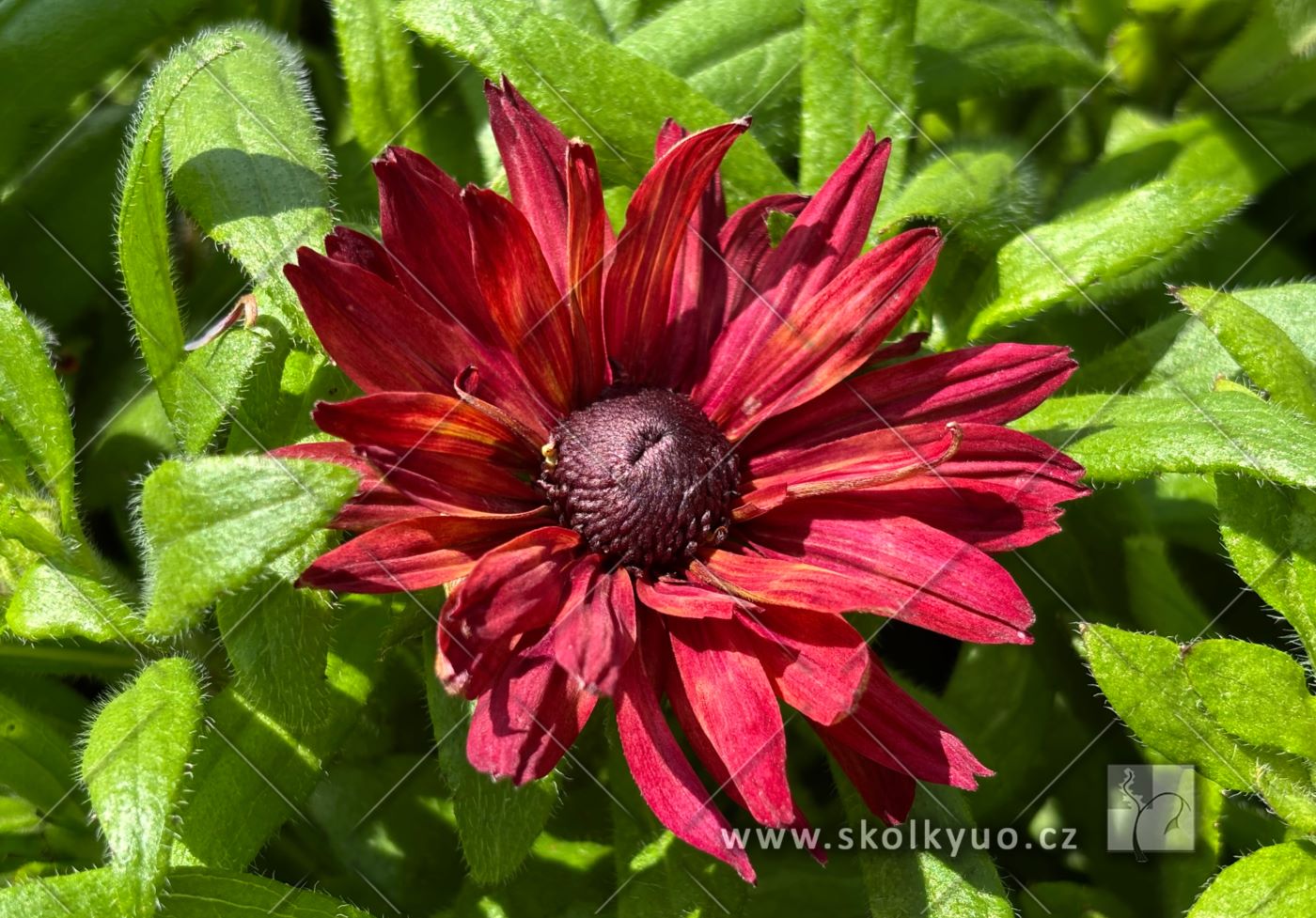 Rudbeckia ´Flamenco® True Red´