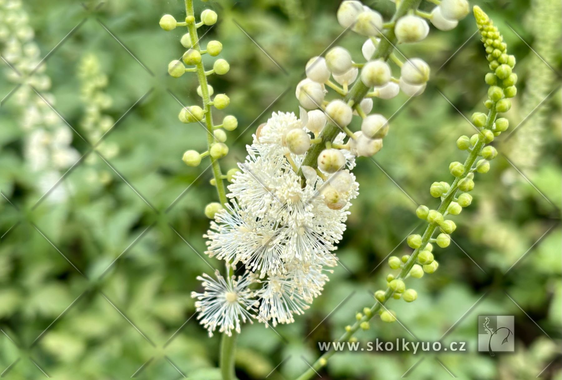 Actaea racemosa