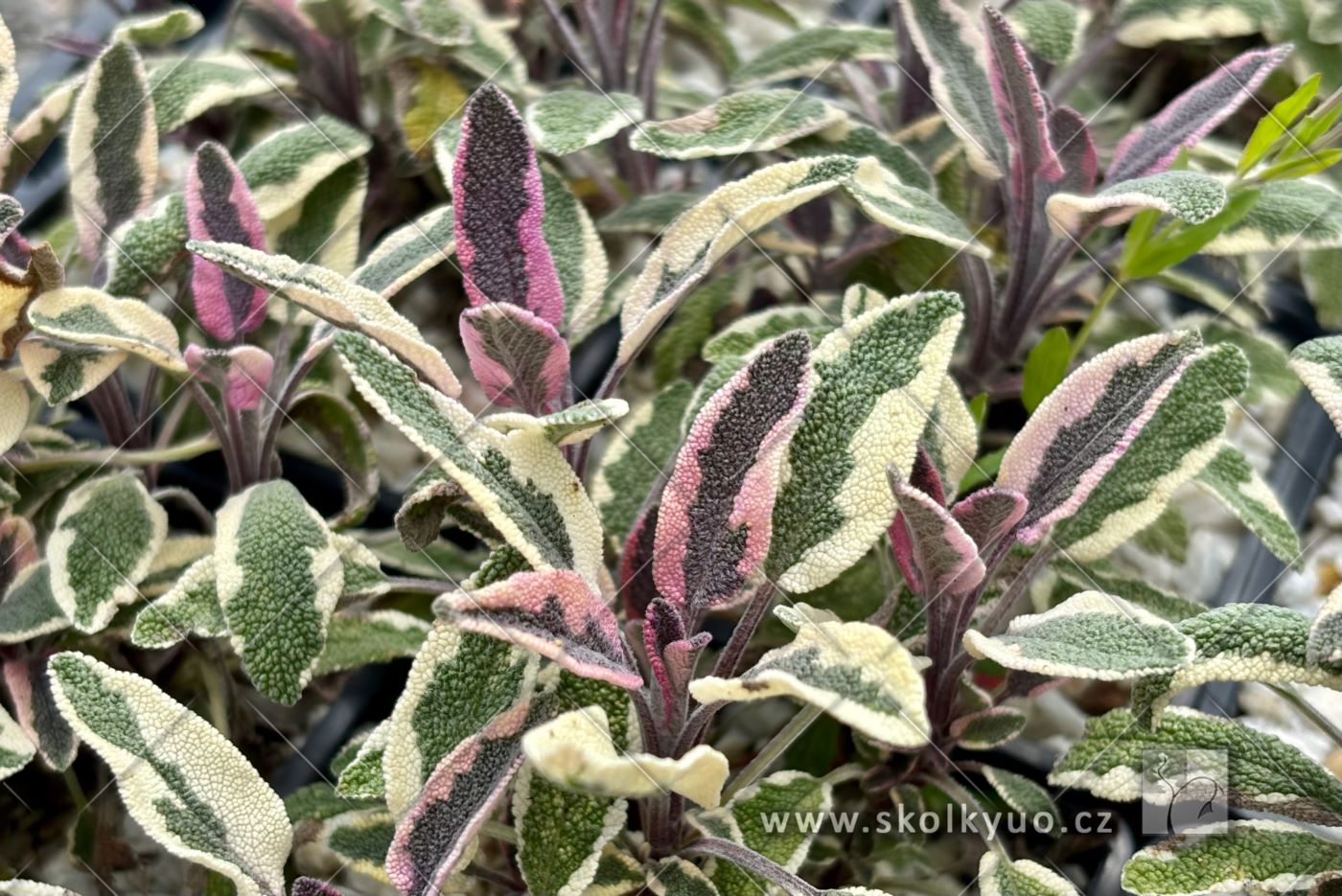 Salvia officinalis ´Tricolor´