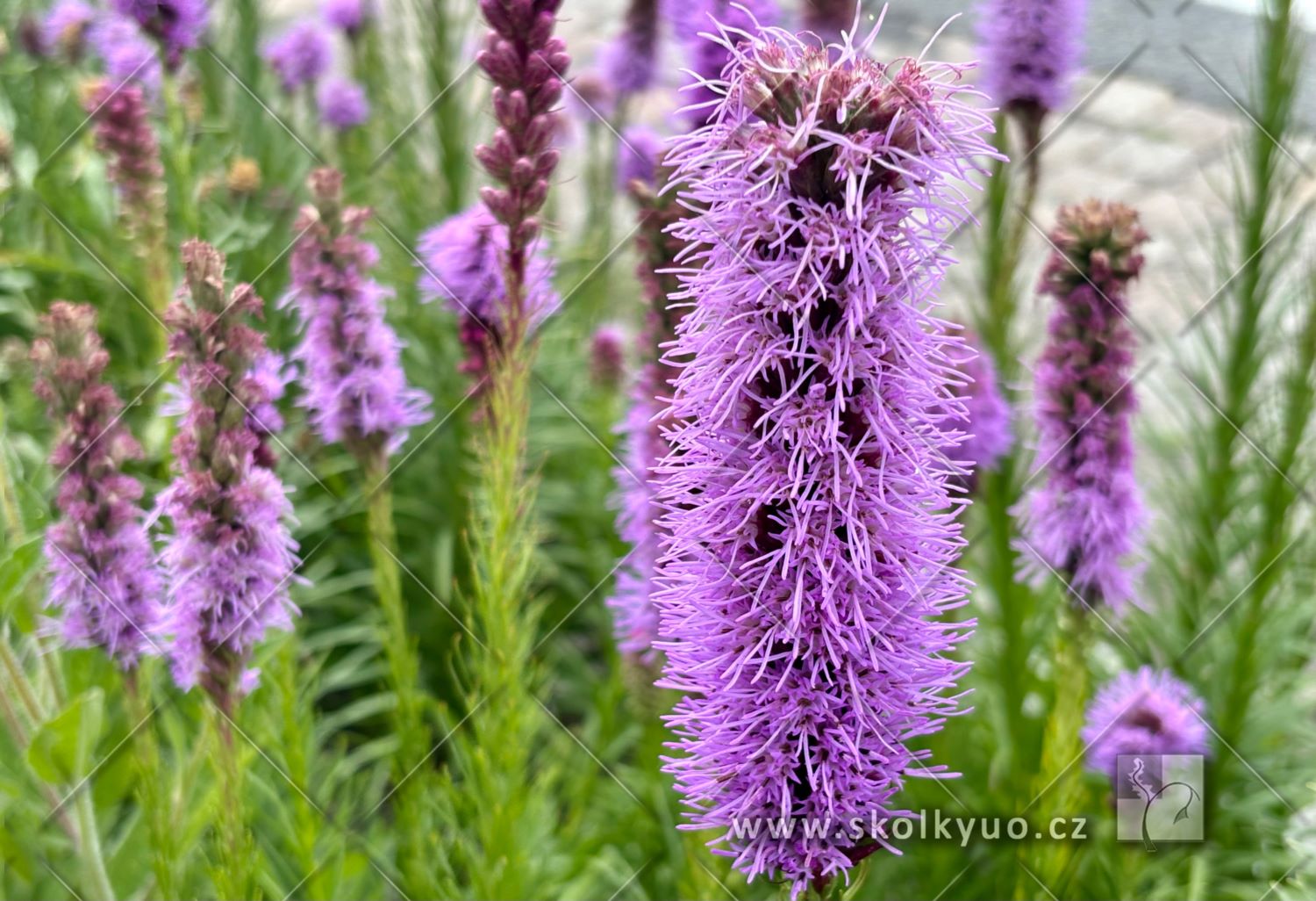 Liatris spicata ´Floristan Violet´