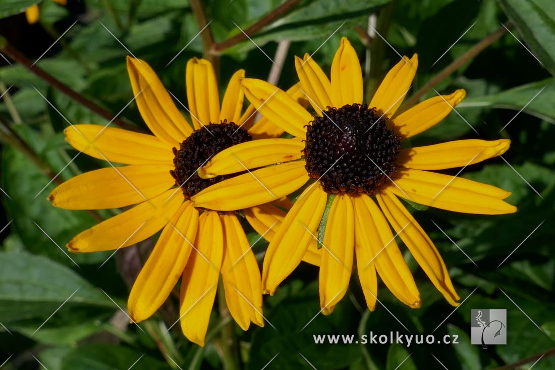 Rudbeckia fulgida var. sullivantii ´Little Goldstar´