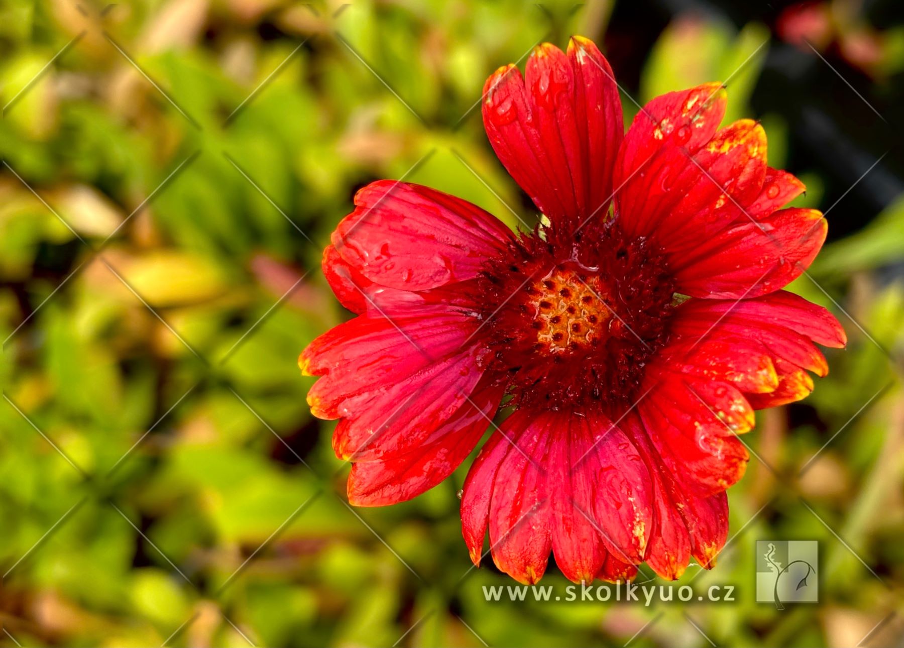 Gaillardia ´Burgunder´