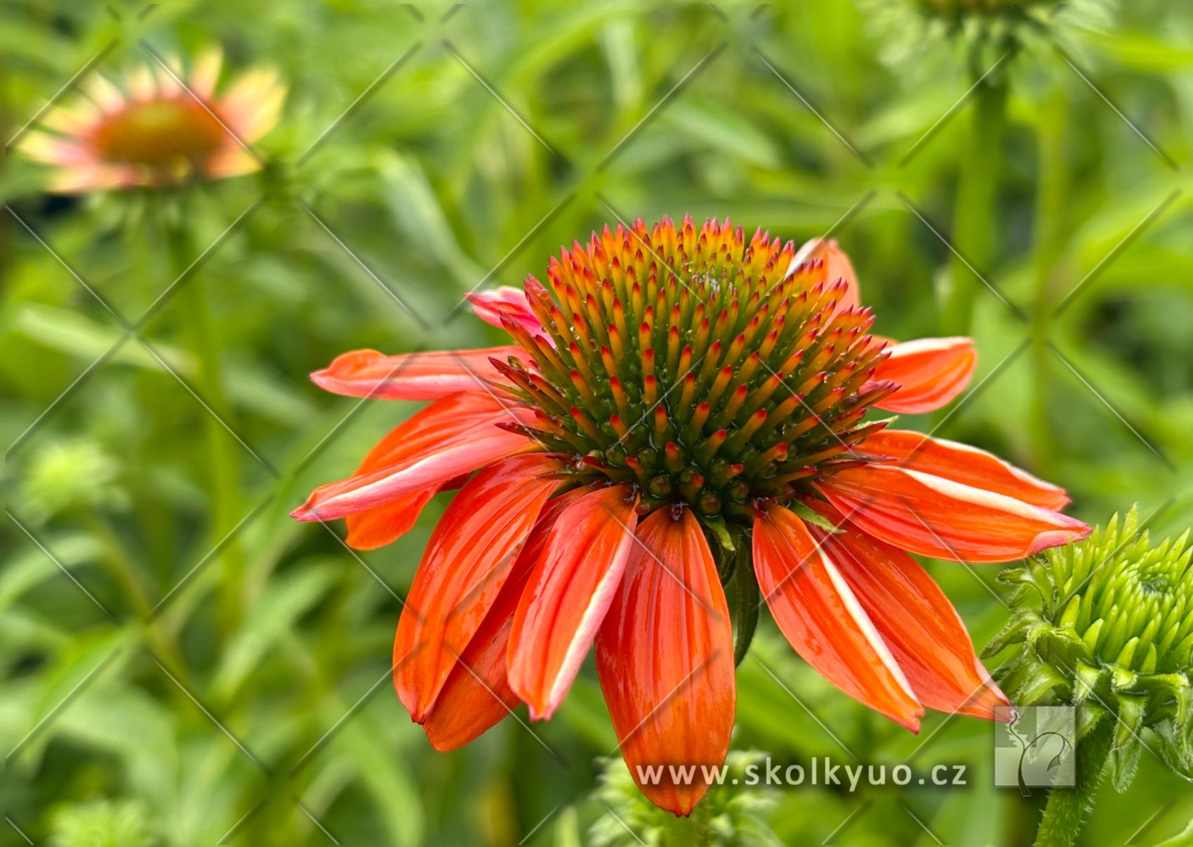 Echinacea ´Lakota± Orange´
