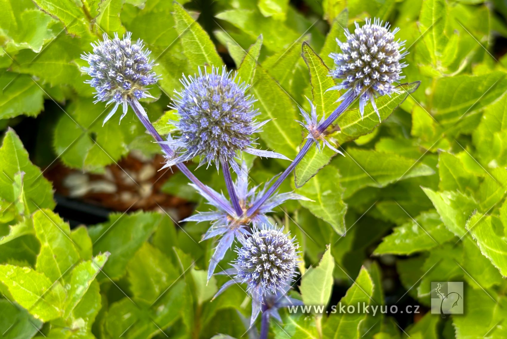 Eryngium planum ´Blue Cap´