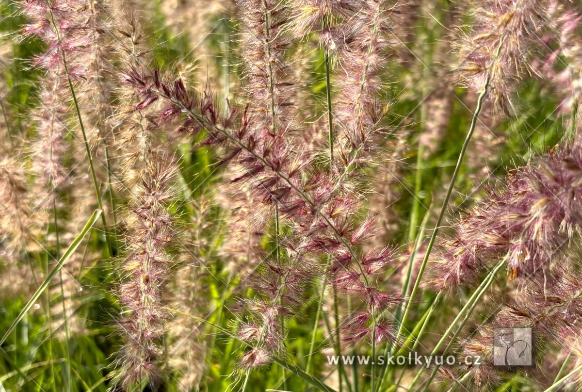 Pennisetum orientale ´Flamingo´