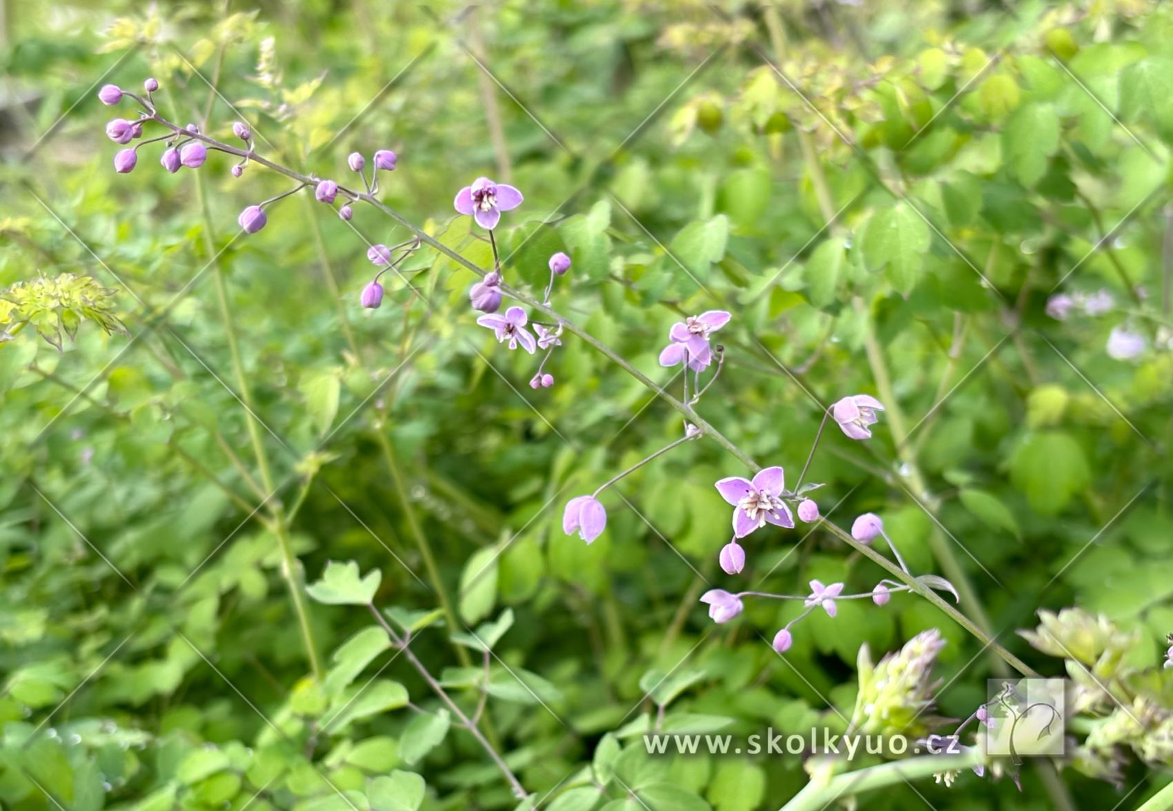 Thalictrum delavayi