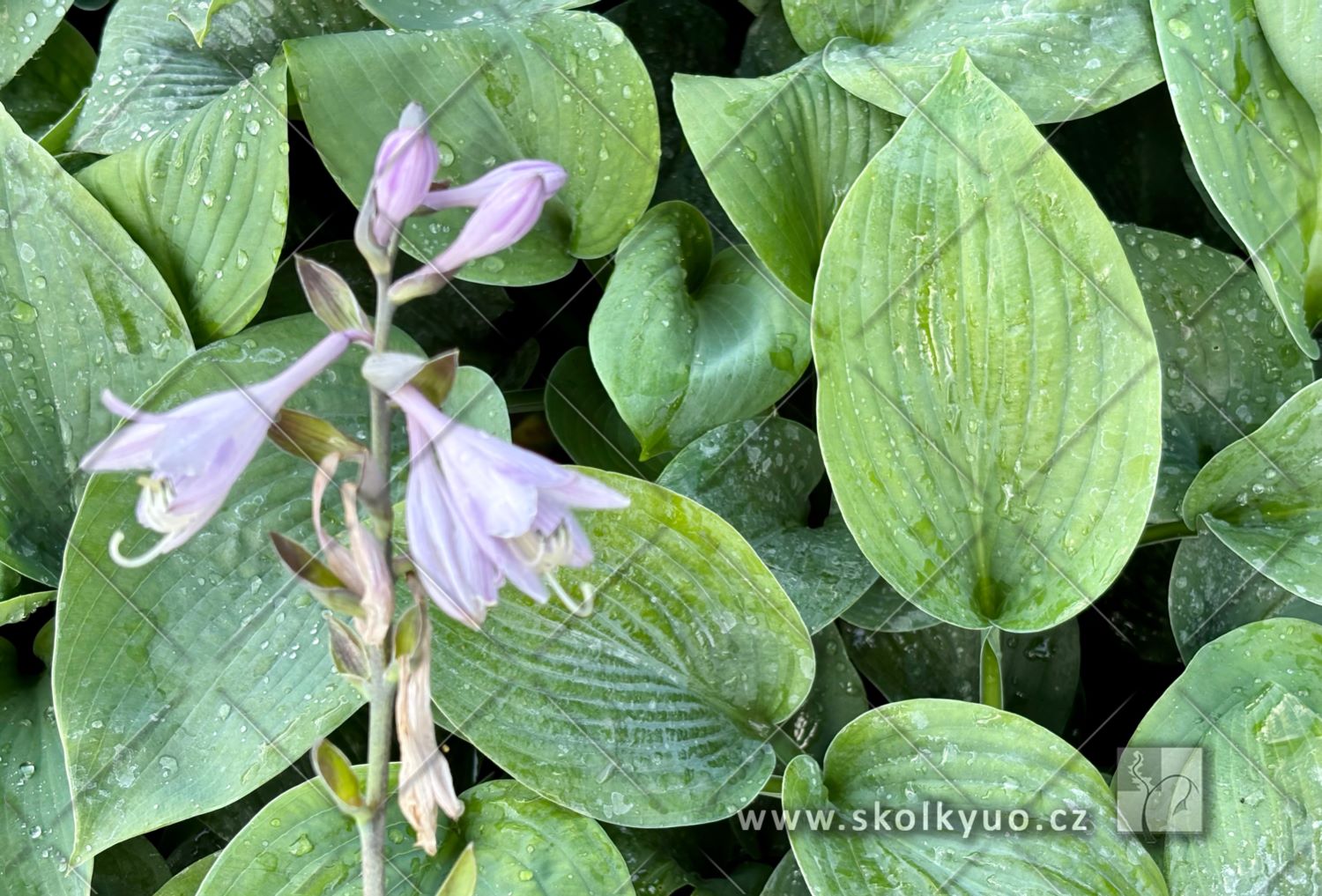 Hosta sieboldiana