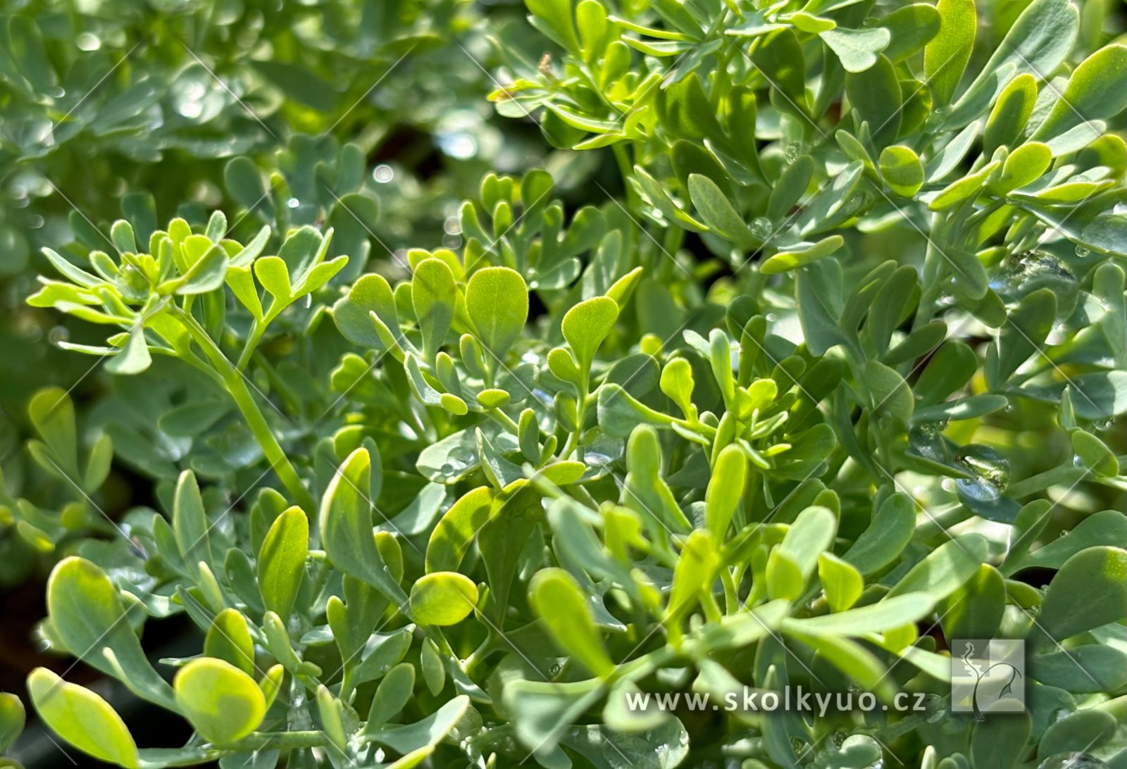 Ruta graveolens