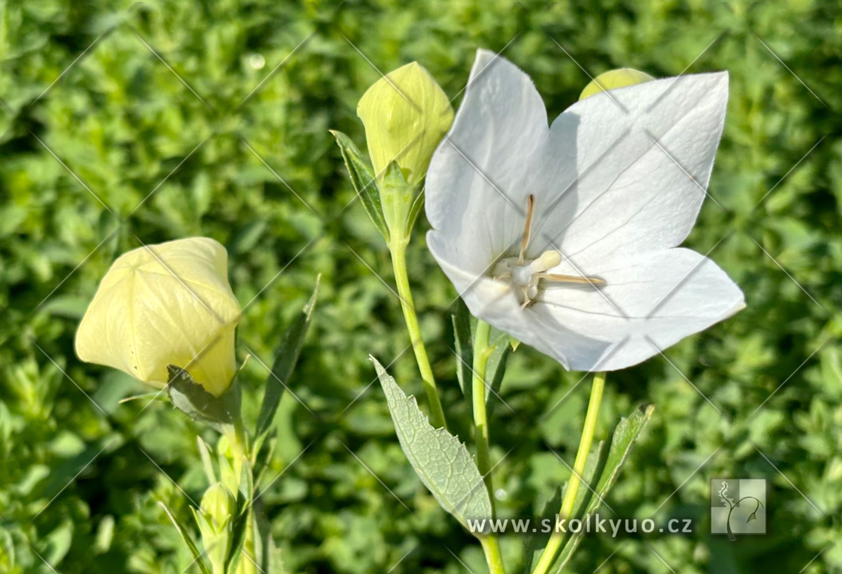 Platycodon grandiflorus ´Fuji White´