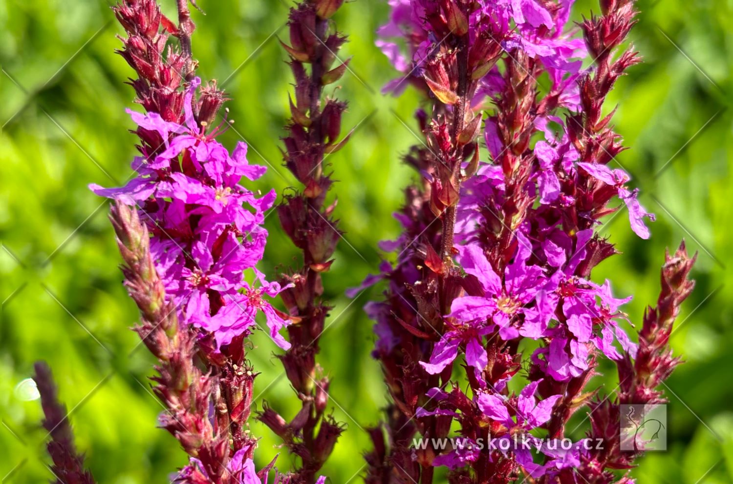 Lythrum ´Luminara Lilac´
