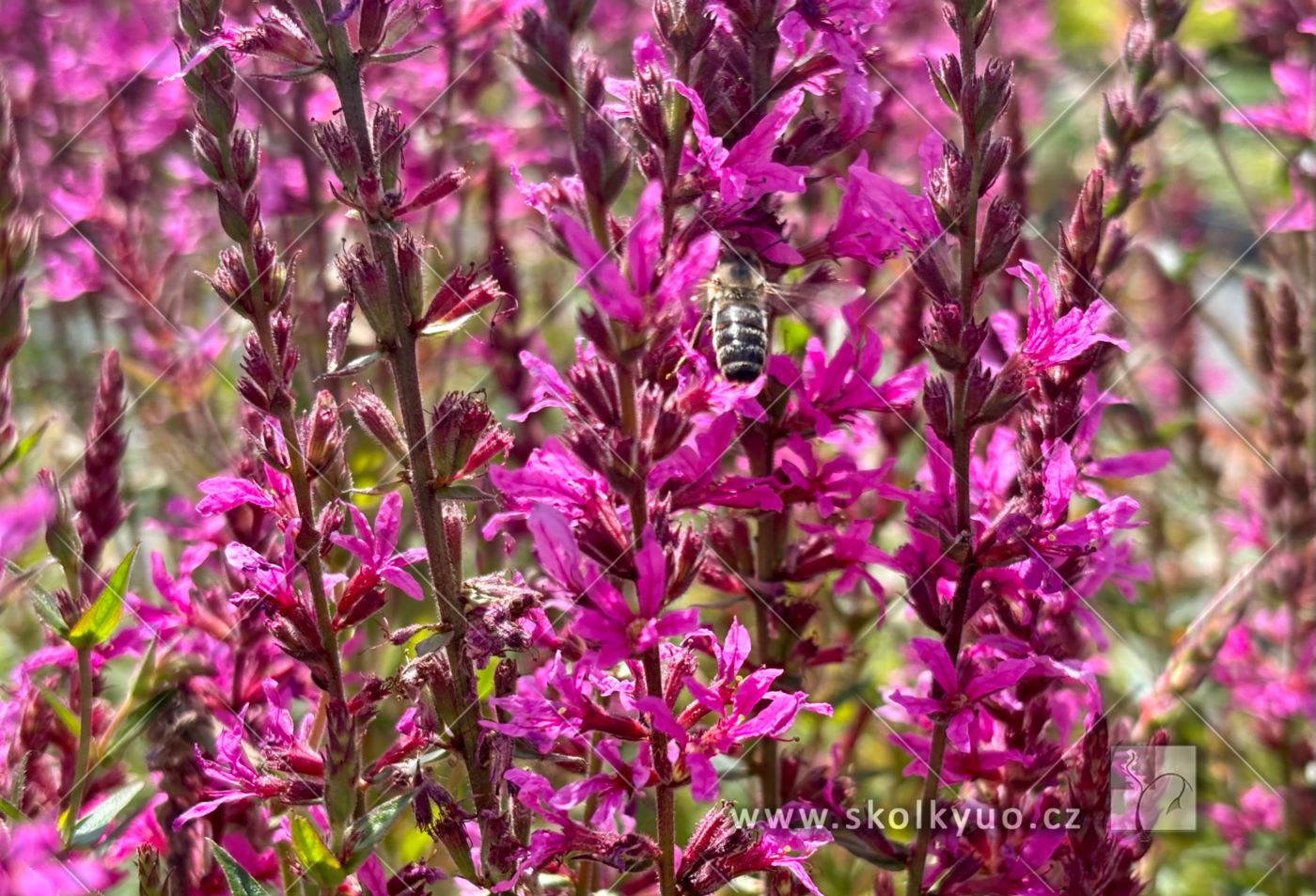 Lythrum ´Luminara Hot Pink´