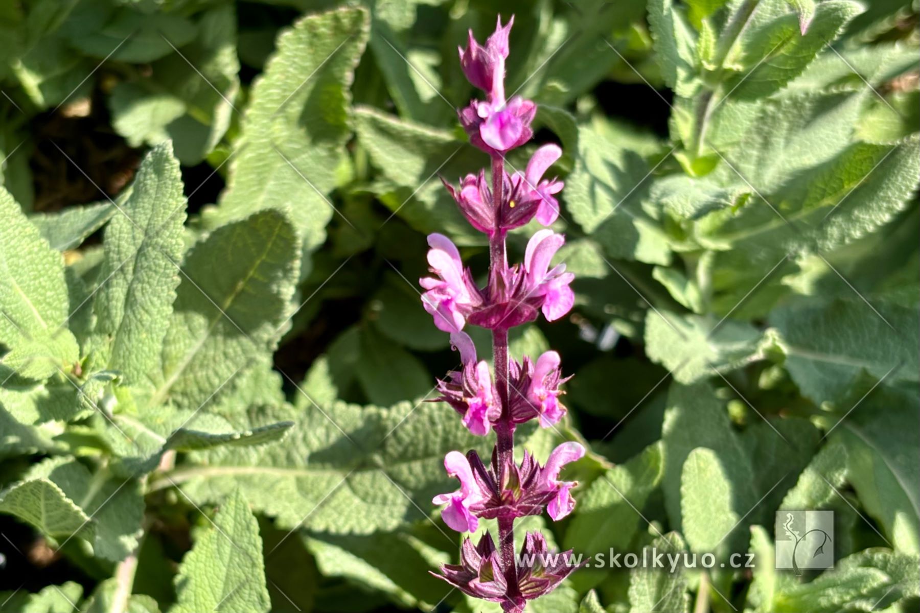 Salvia nemorosa ´Caradonna Pink´®