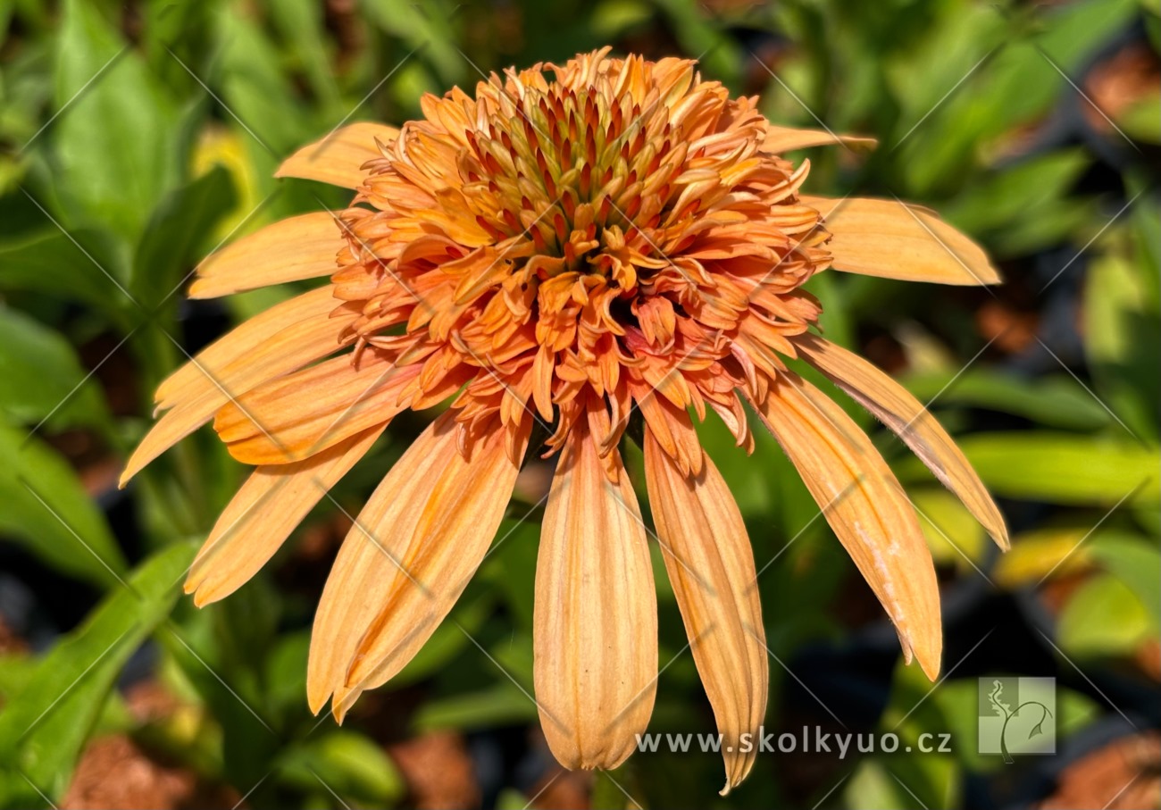 Echinacea ´Supreme Cantaloupe®´