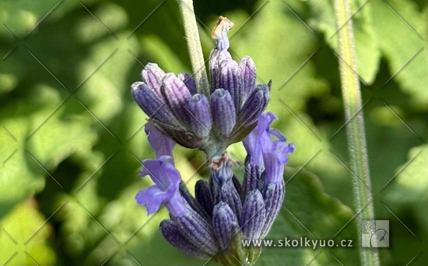Lavandula x intermedia ´Grosso´