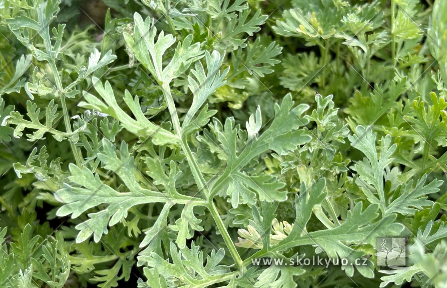 Artemisia absinthium ´Silverado´