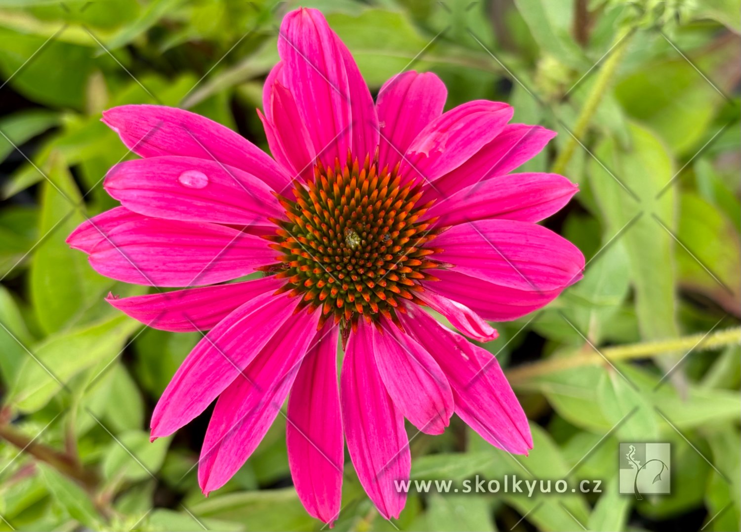 Echinacea ´Lakota± Rose´