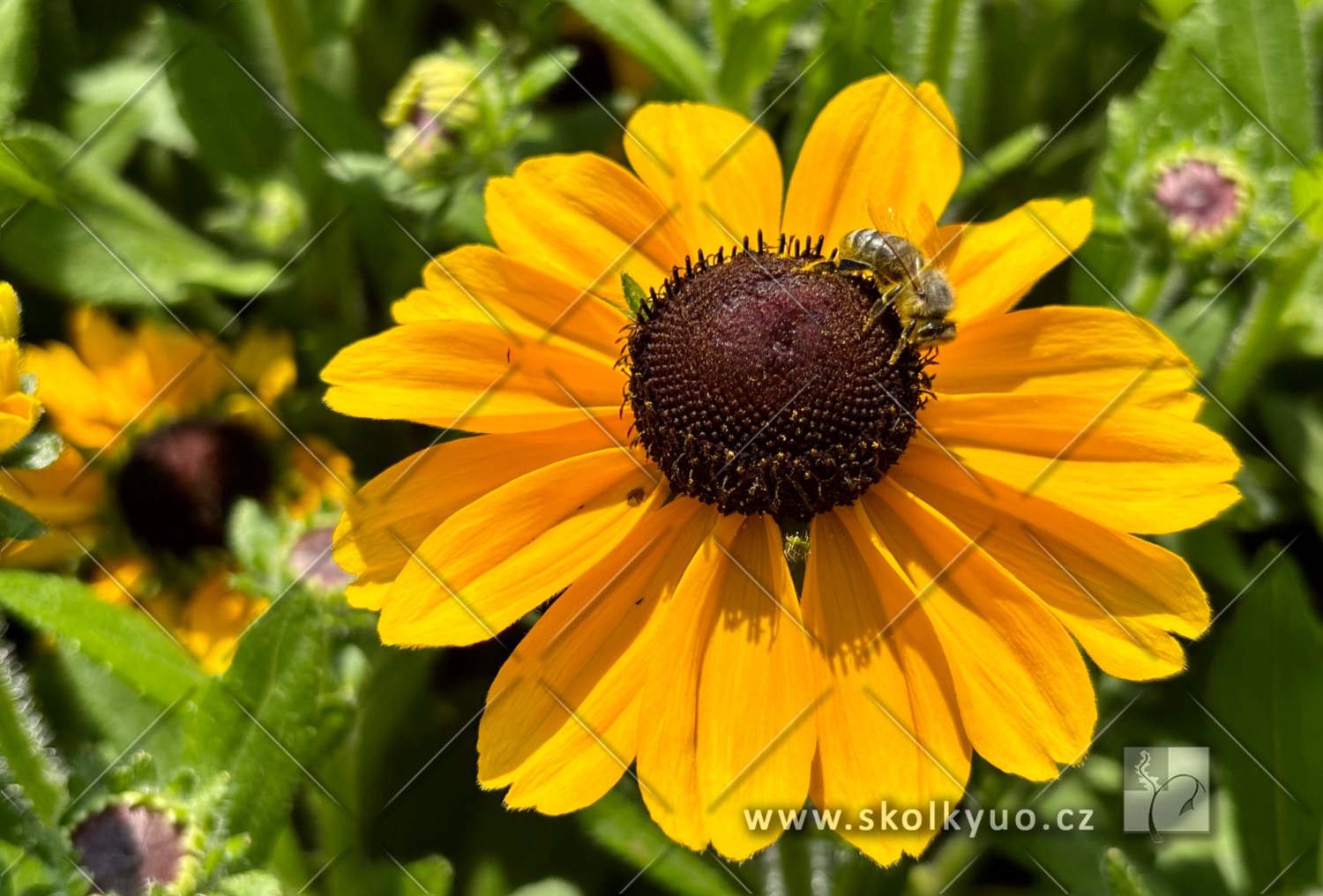 Rudbeckia ´SmileyZ± Divine´