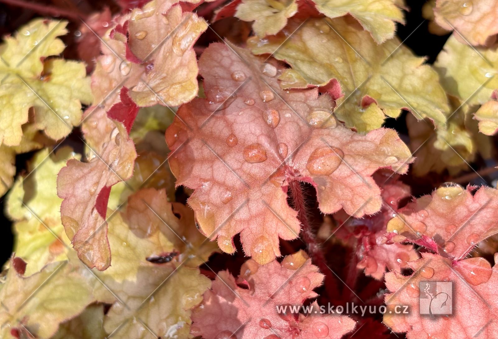 Heuchera ´World Caffé± Amaretto´
