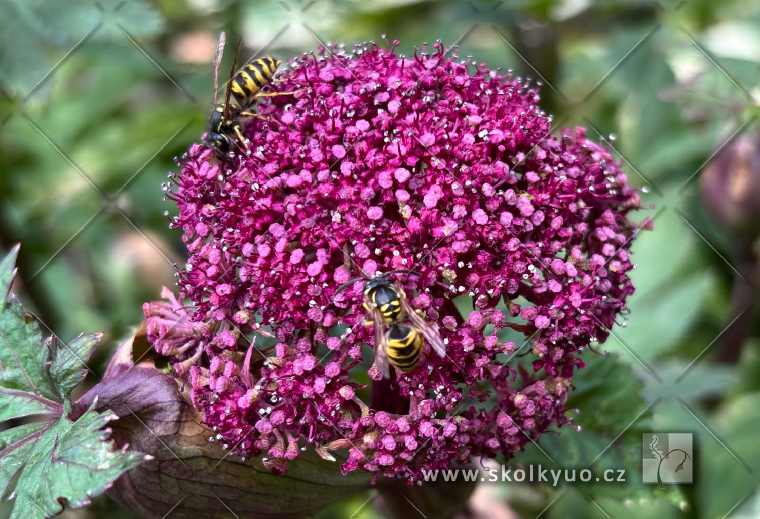 Angelica gigas