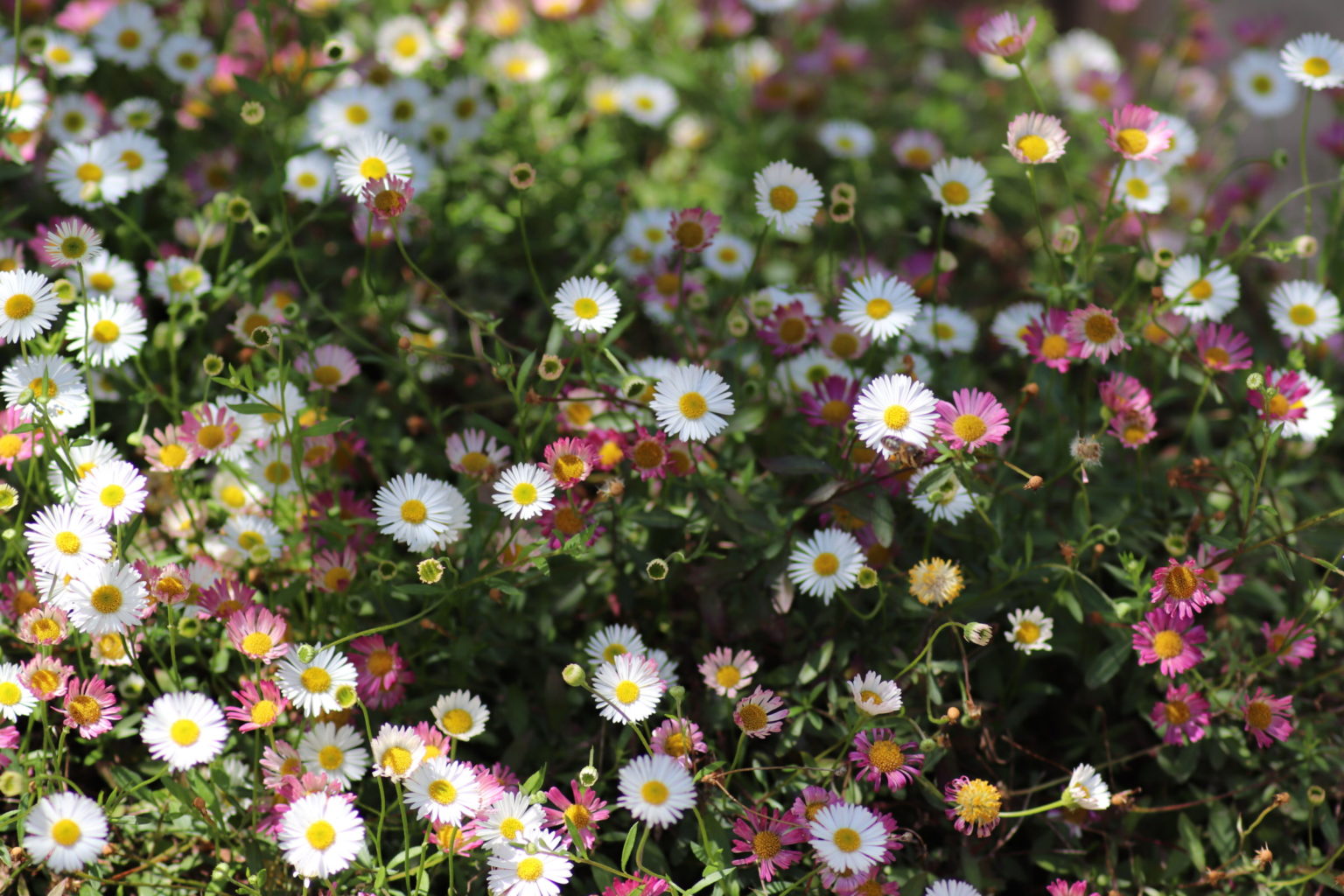 Erigeron karvinskianus