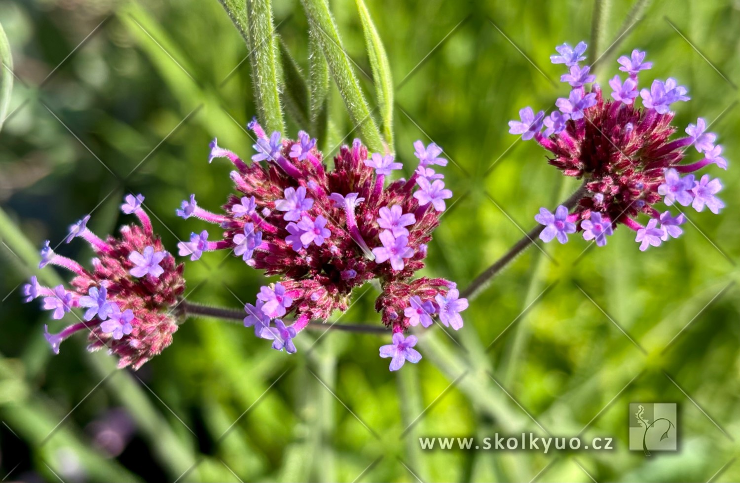 Verbena bonariensis ´Violet Blue´