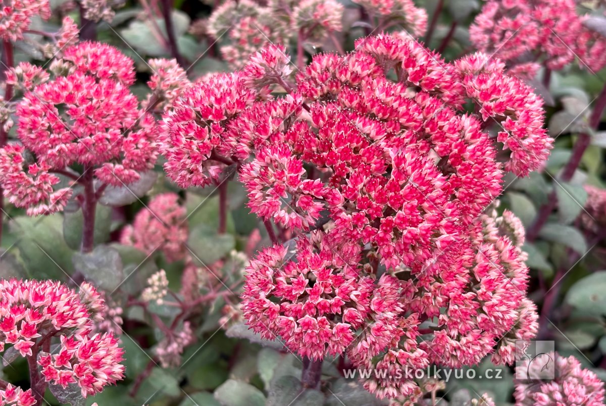 Sedum ´Red Cauli´