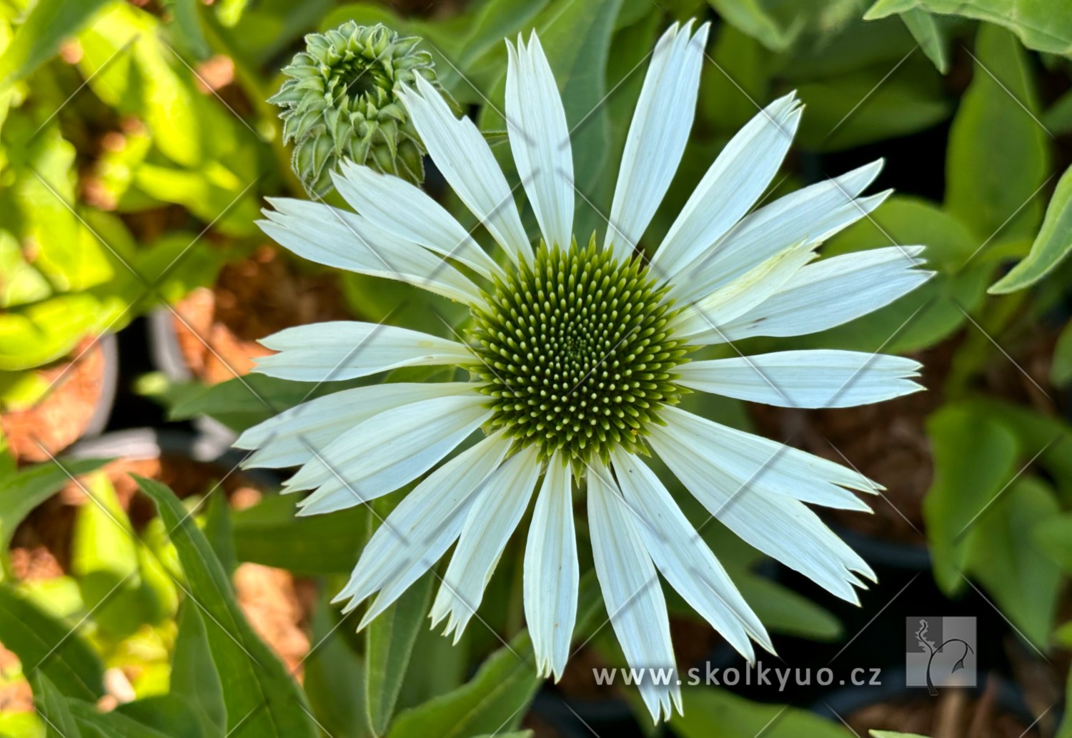 Echinacea ´Virgin´®