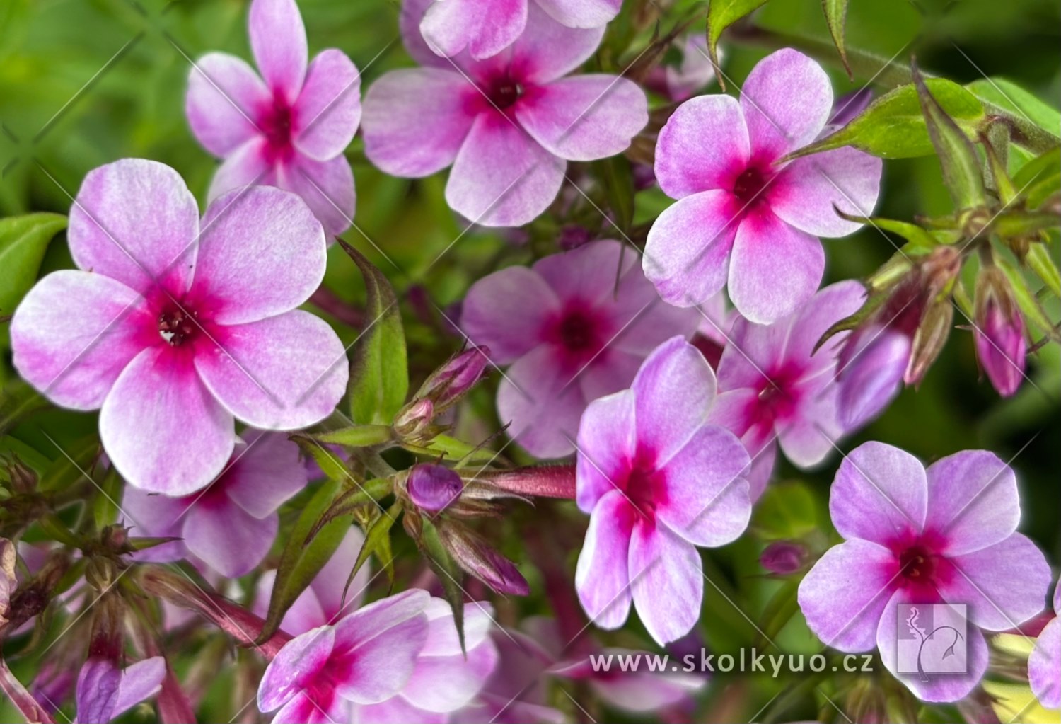 Phlox paniculata ´Early® Pink´