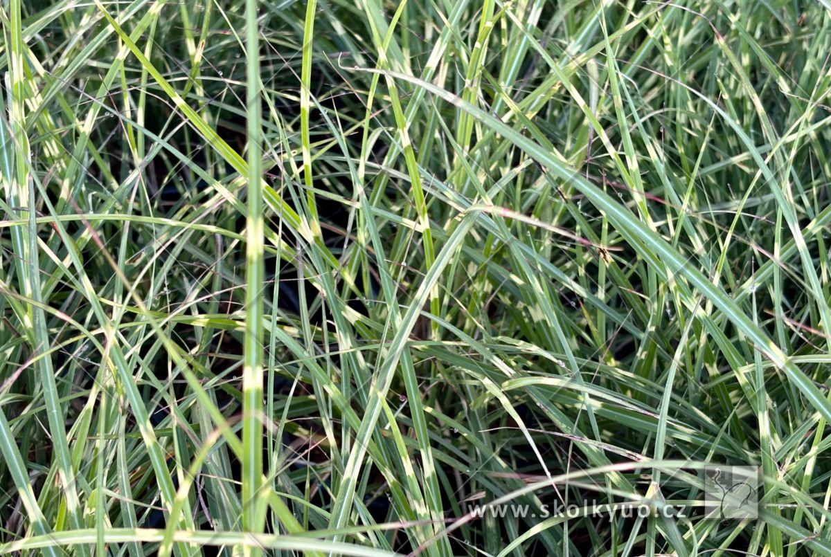 Miscanthus sinensis ´Strictus Dwarf´