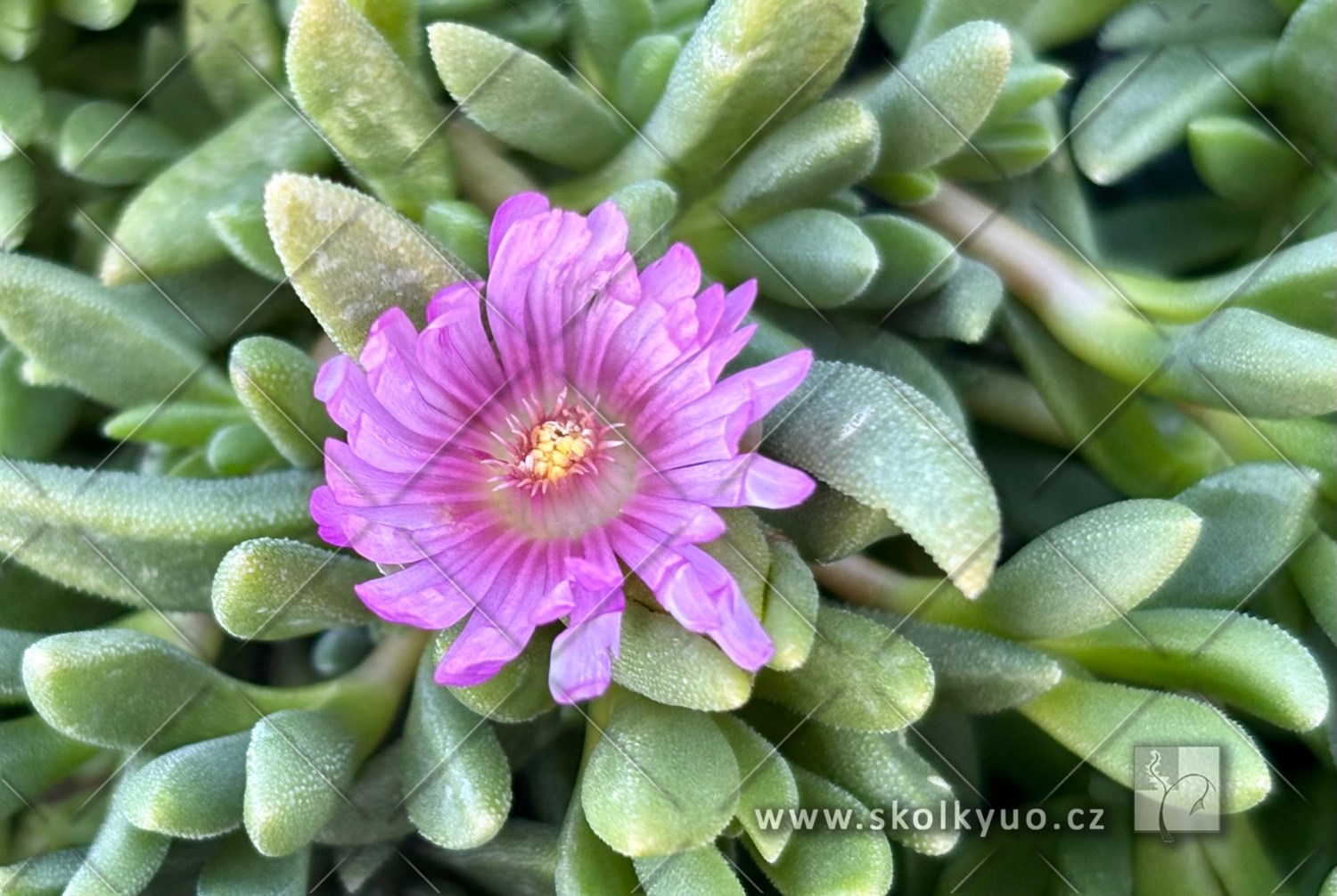 Delosperma ´Sundella Lavender´