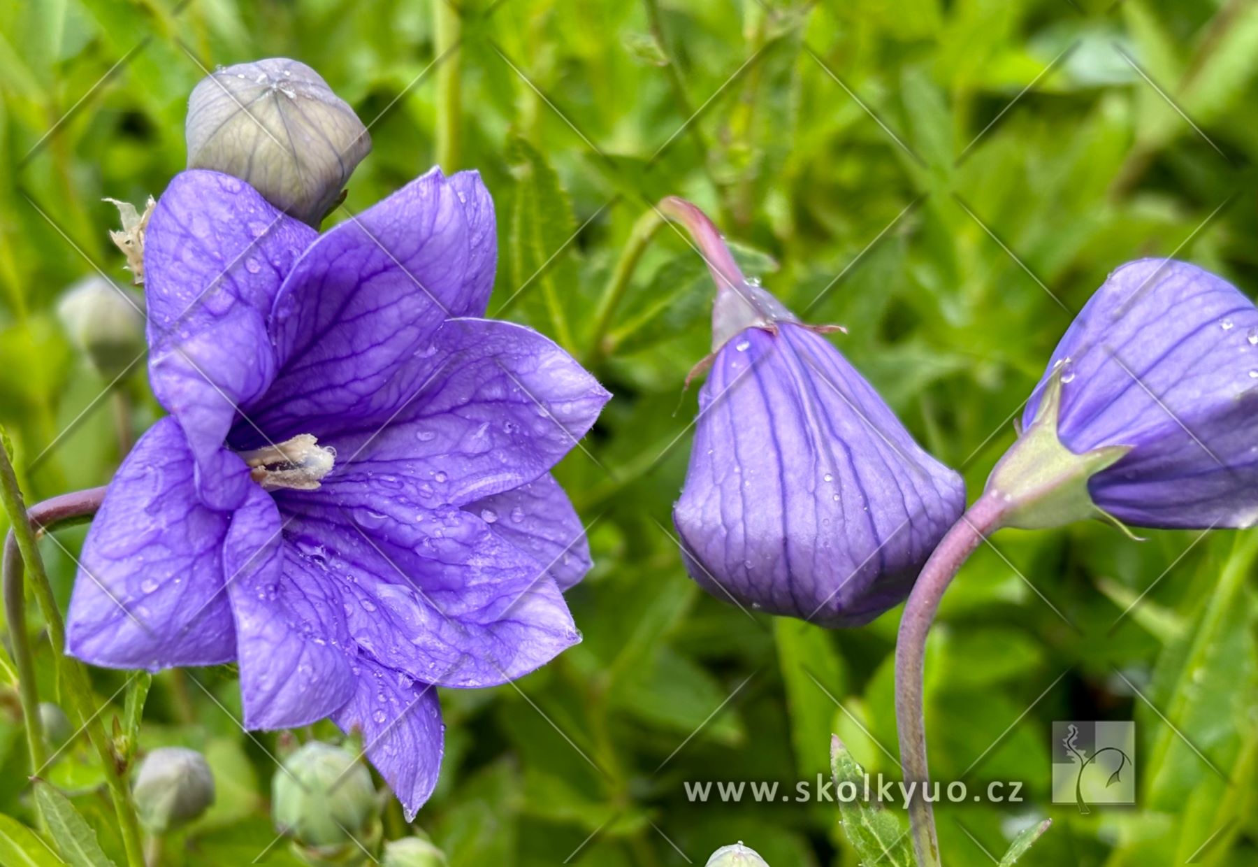 Platycodon grandiflorus ´Hakone Blue´