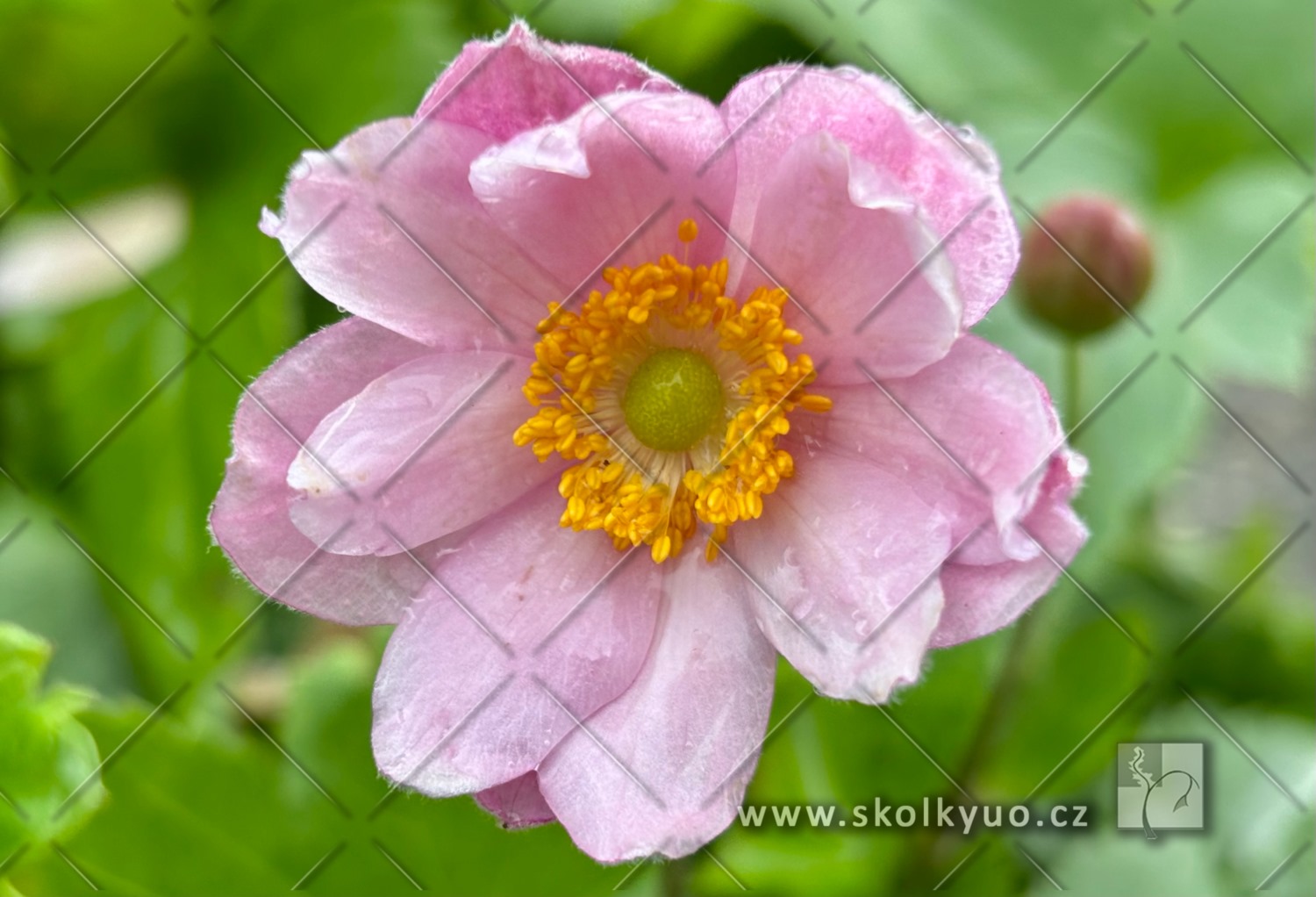 Anemone ´Garden Breeze Whirlwind Pink´