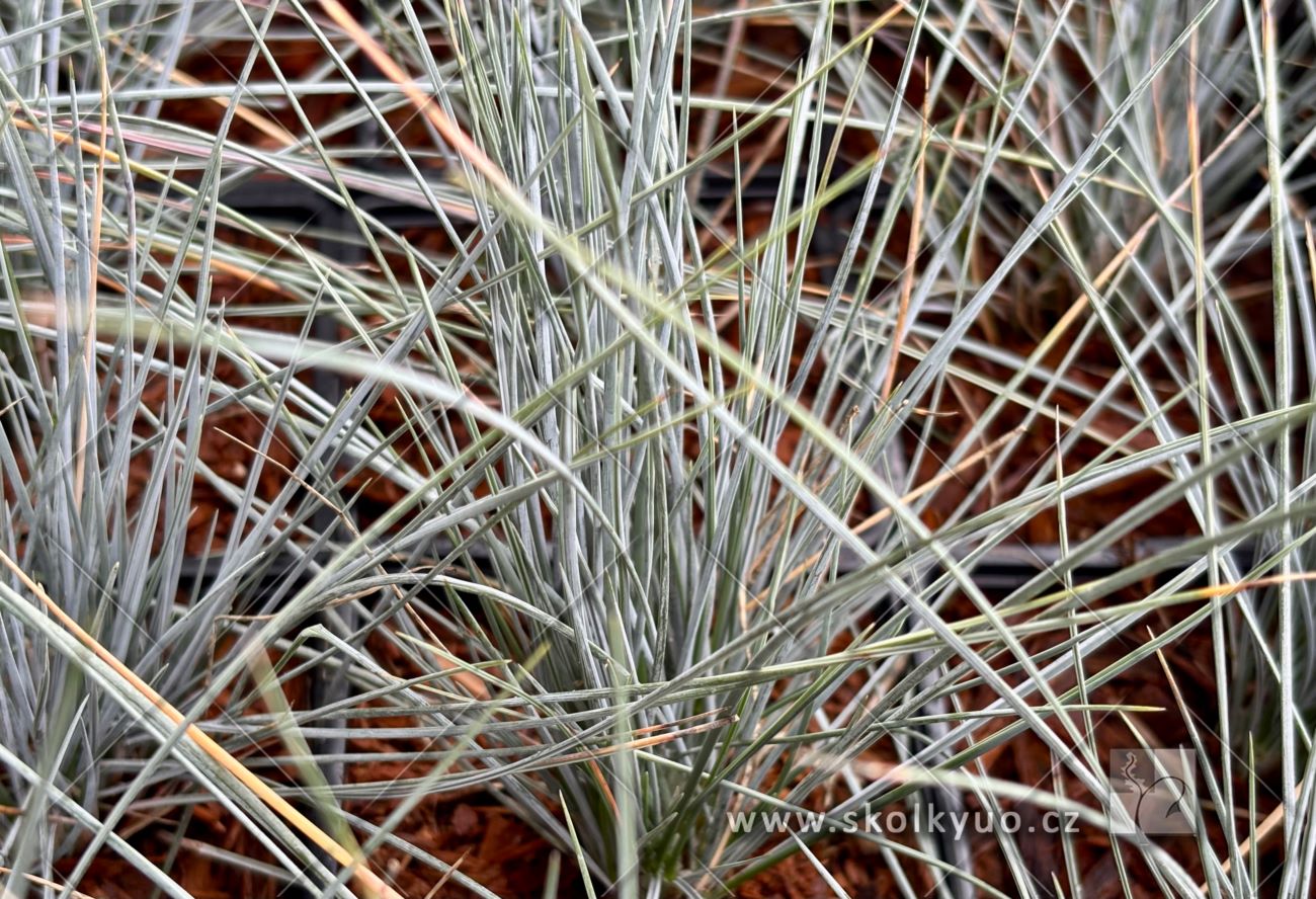 Festuca cinerea ´Elijah Blue´