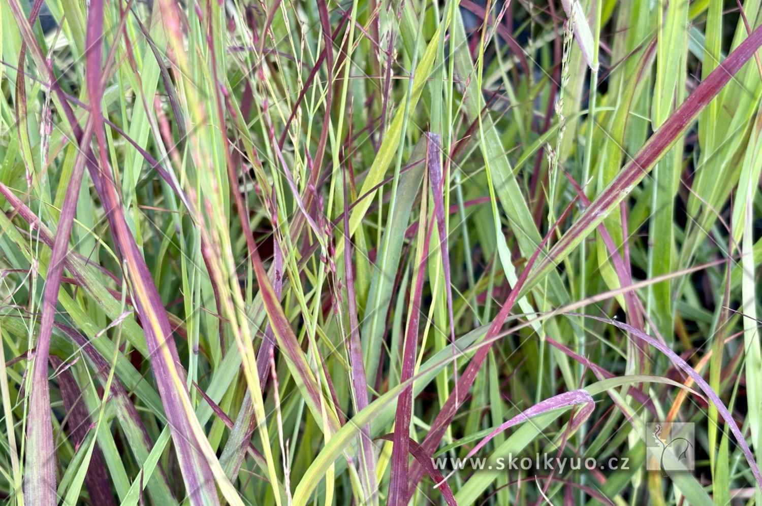Panicum virgatum ´Rotstrahlbusch´