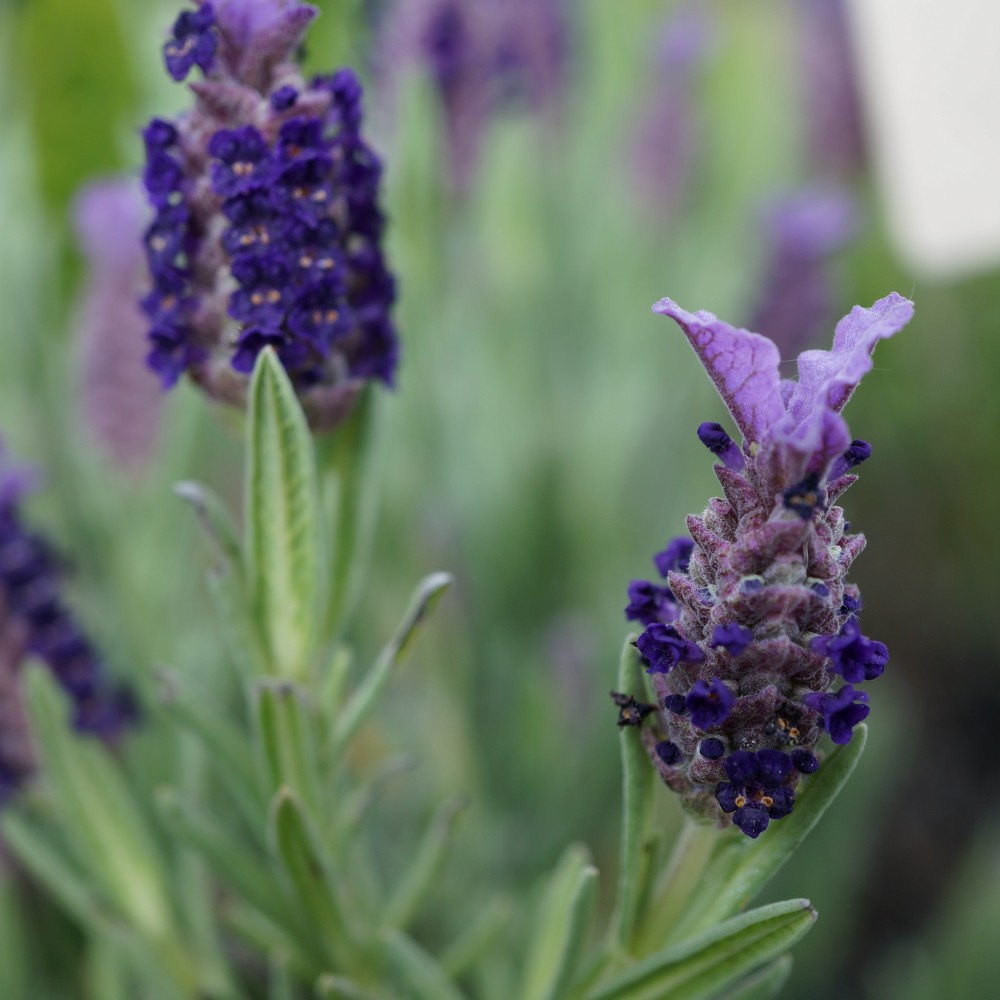 Lavandula stoechas ´Blue Star´