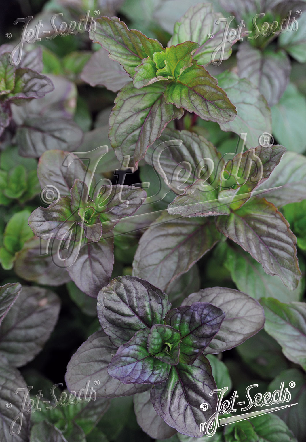 Mentha aquatica
