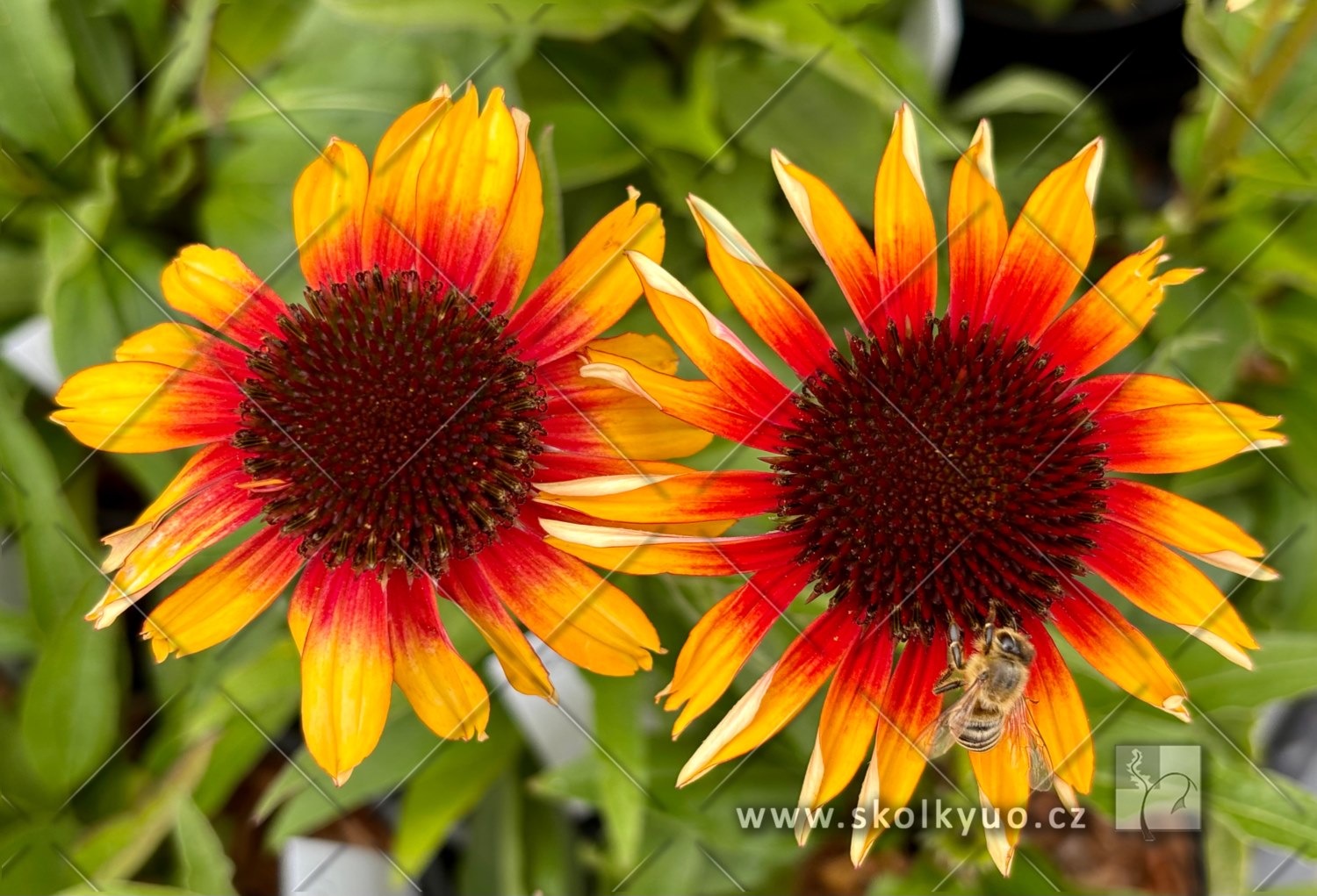 Echinacea ´Parrot Pearl´