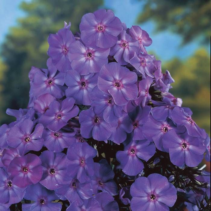 Phlox paniculata ´Blue Boy´