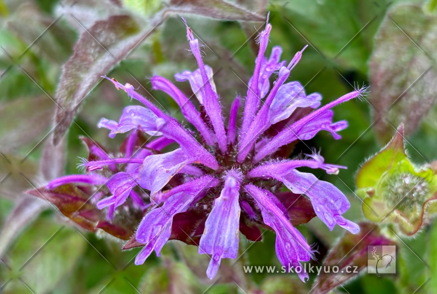 Monarda ´Sugar Buzz® Blue Moon´