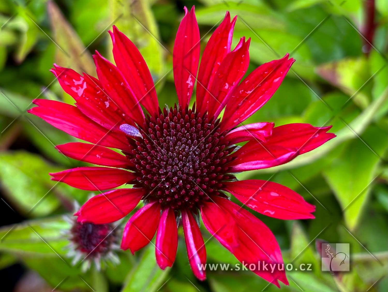 Echinacea ´Deep Red Pearl´