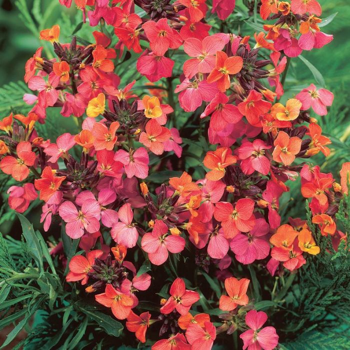 Erysimum ´Constant Cheer´