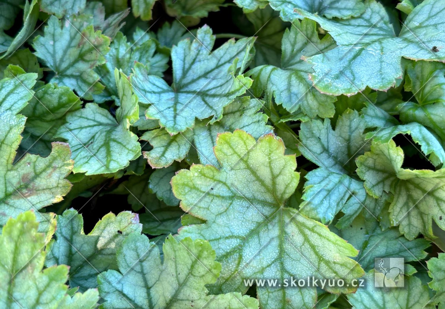 Heucherella ´Diamond Revolution´
