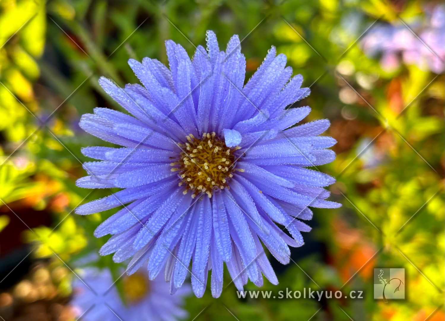 Aster dumosus ´Mittelmeer´