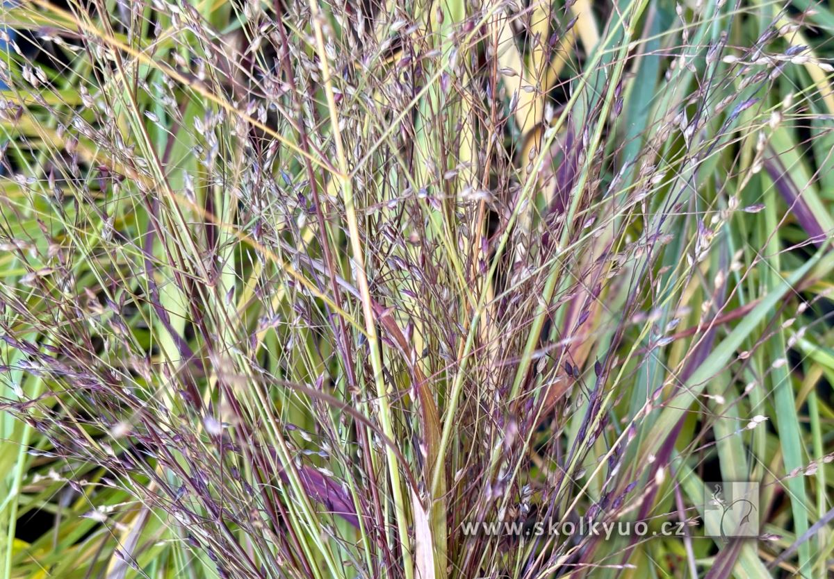 Panicum virgatum ´Rehbraun´