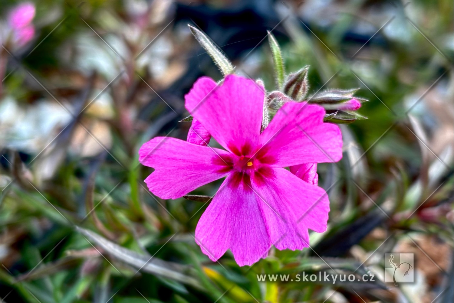 Phlox subulata ´GoldiPhlox Cherry´