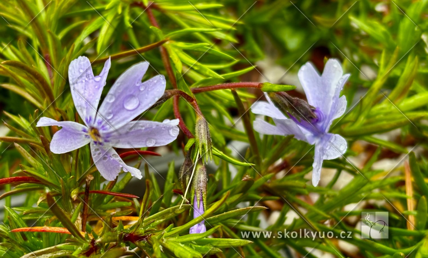 Phlox subulata ´Emerald Cushion Blue´